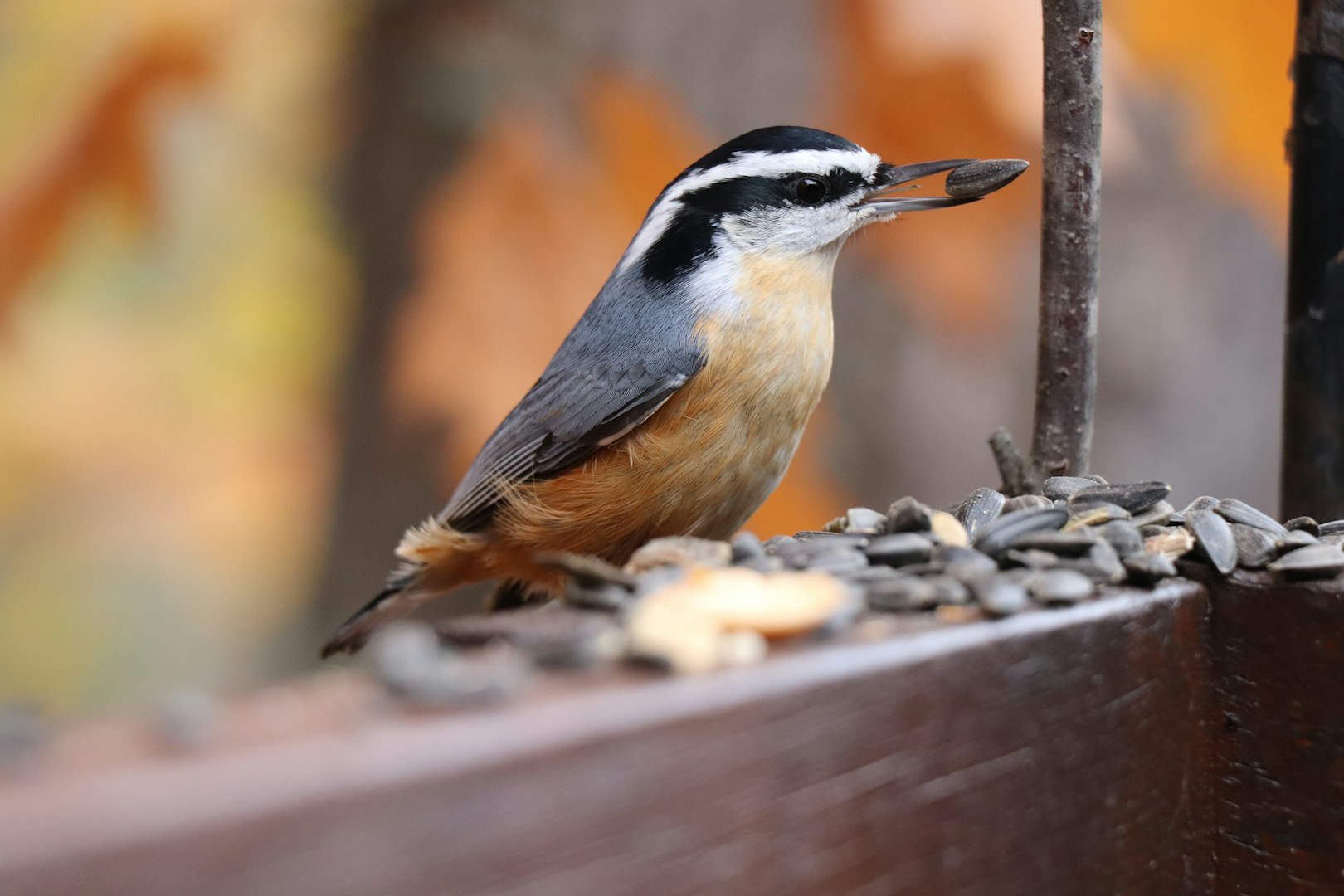 bird feed